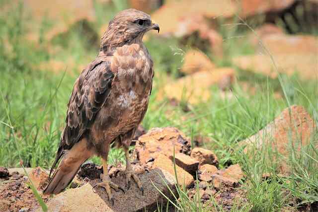 A steppe-buzzard perched on a rock.