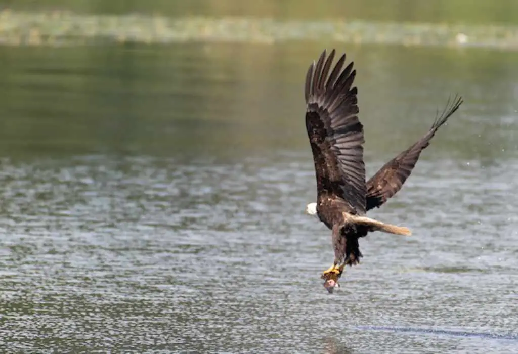 A Bald Eagle with a fish in its talons.