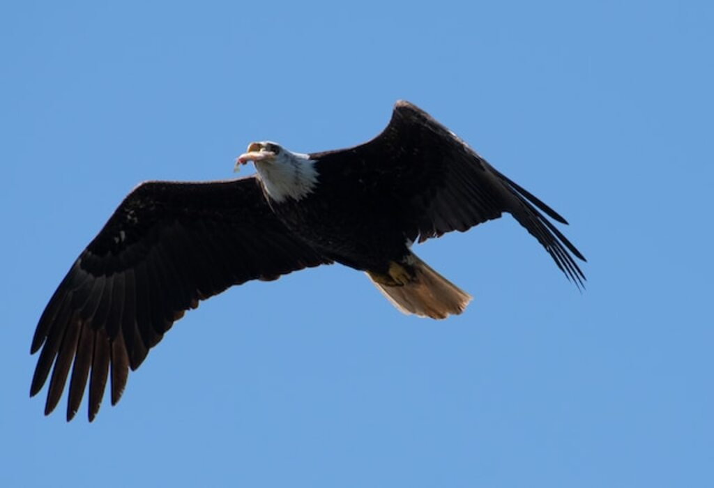 An eagle flying with a fish in its beak.