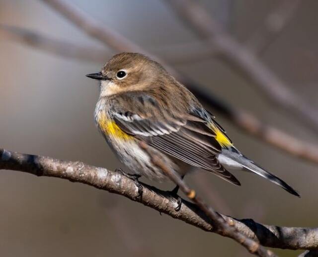 A yellow-rumped warbler perched in a tree.