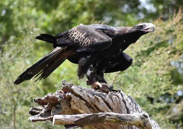 A wedge-tailed eagle perched on a tree stump.