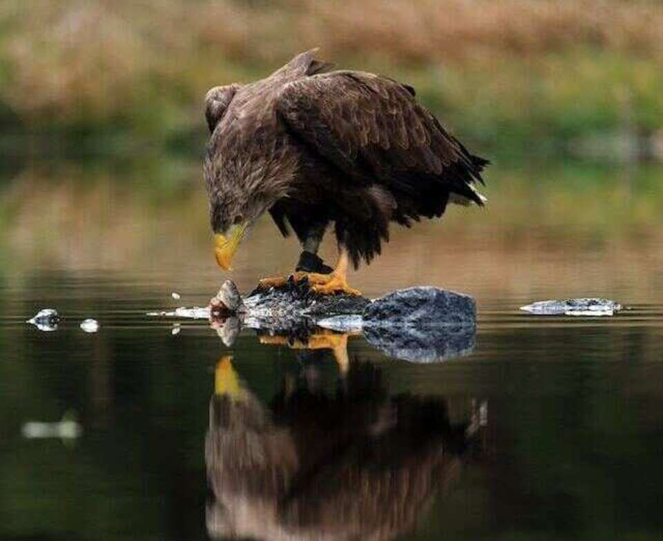 A White-tailed eagle eating a fish.