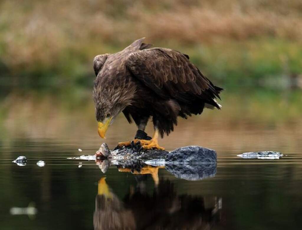 A White-tailed Eagle feeding on carrion.