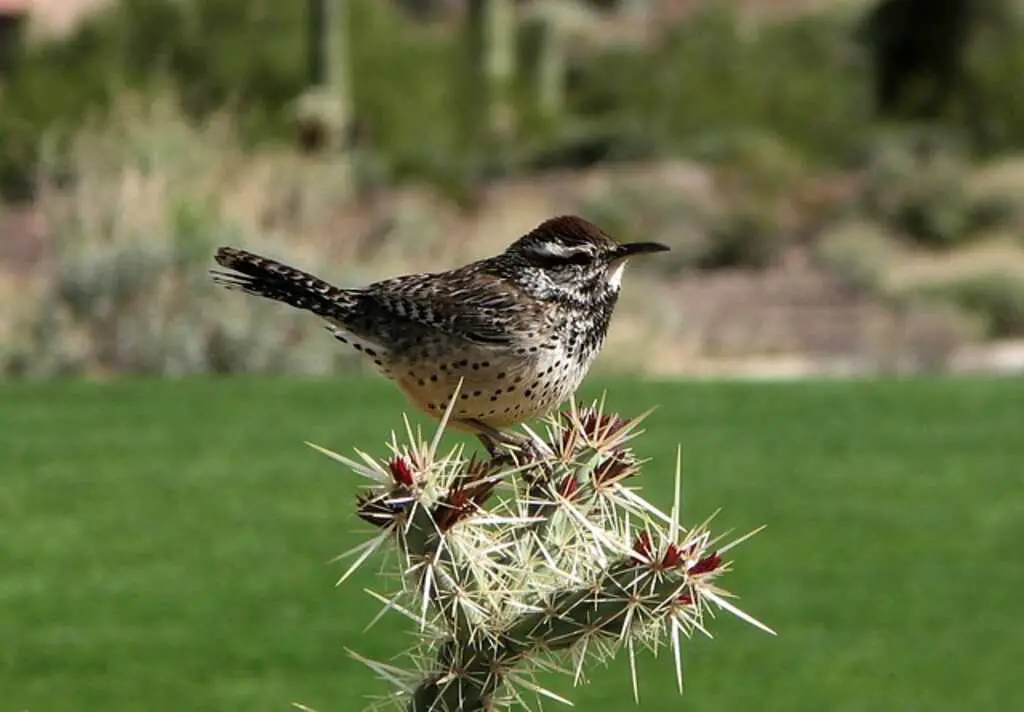 A Cactus Wren perched on a cactus tree.