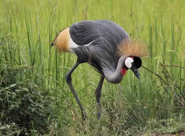An African Crowned Crane foraging on the ground.
