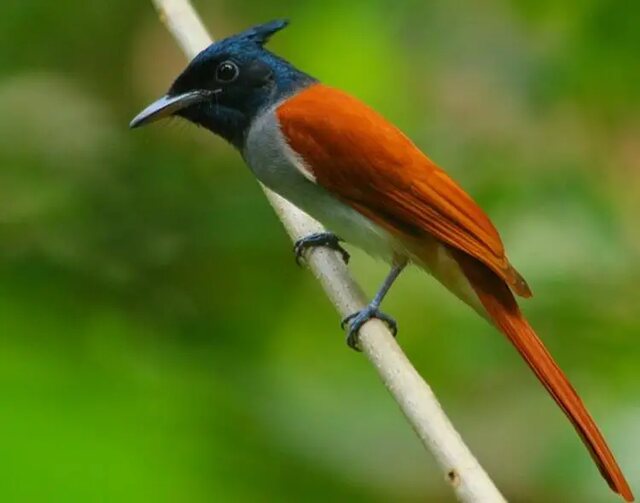 An Indian Paradise Flycatcher perched on a branch.