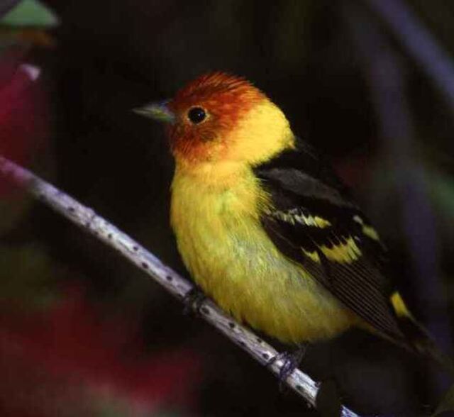 A male Western Tanager perched on a branch.