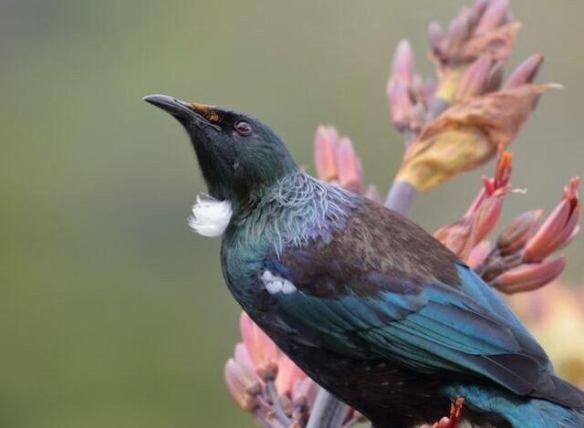 A Tui perched on a plant in New Zealand.
