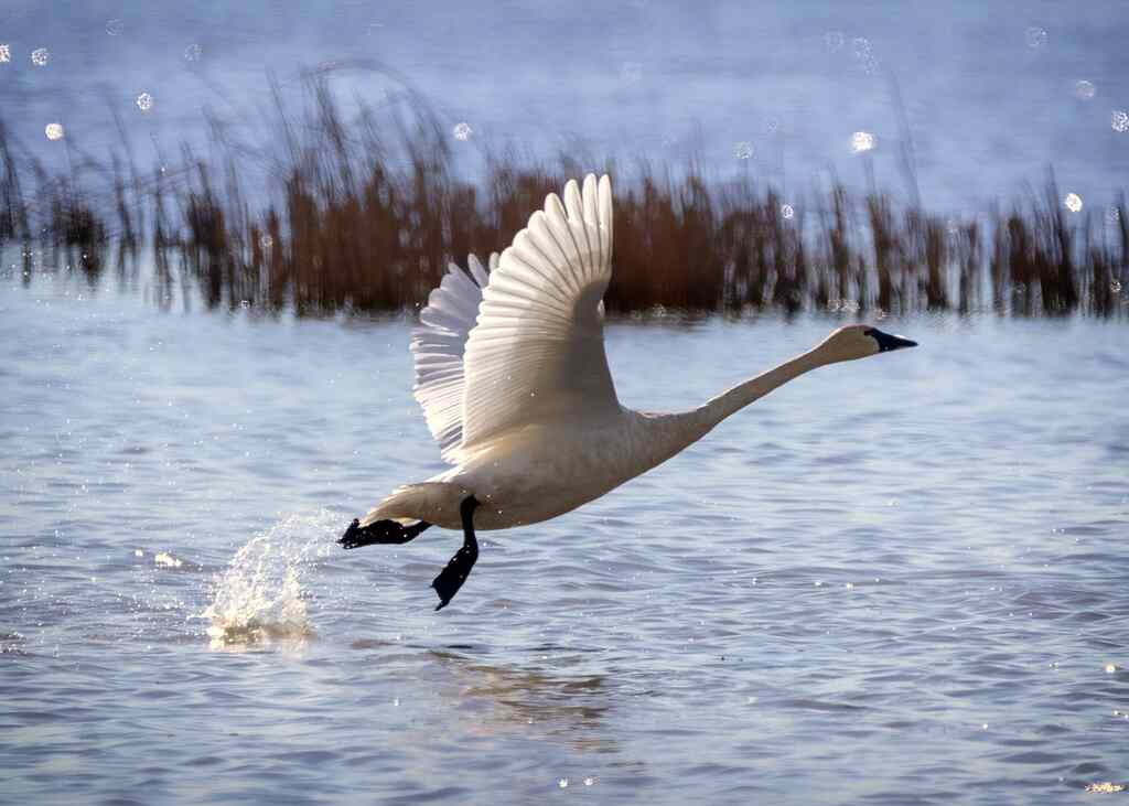A Trumpeter Swan taking off.