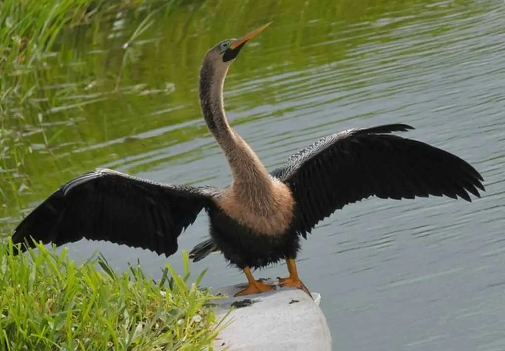 An Anhinga on the shoreline with its wings spread wide open.
