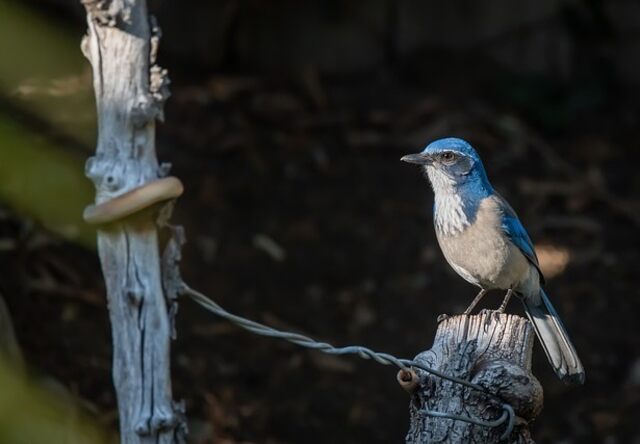 A California Scrub-Jay perched on a post.