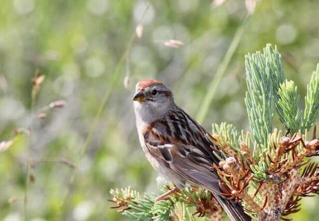 An American Tree Sparrow perched on a pine tree.