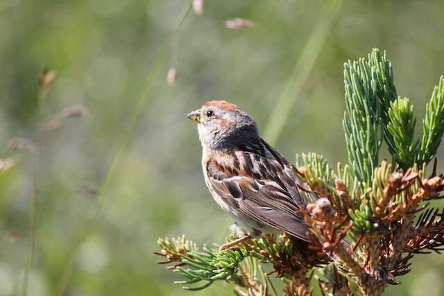 An American Tree Sparrow looking out from the fern branch.