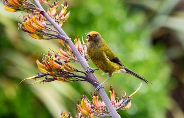 A Bellbird perched in a tree in New Zealand.
