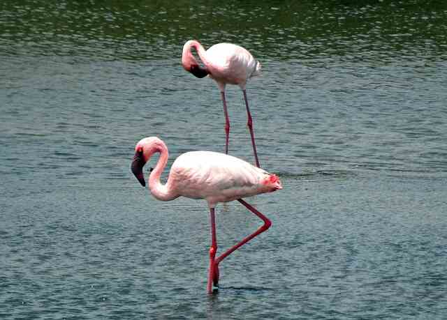 A Lesser Flamingo foraging in the water for food.