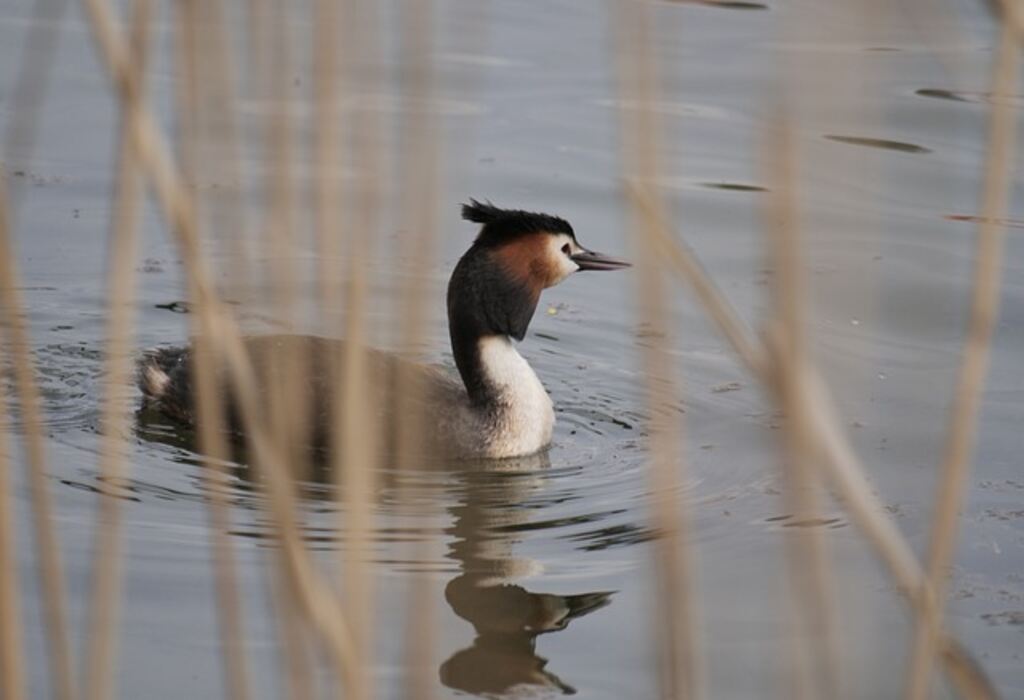 A Western Grebe floating in the water.