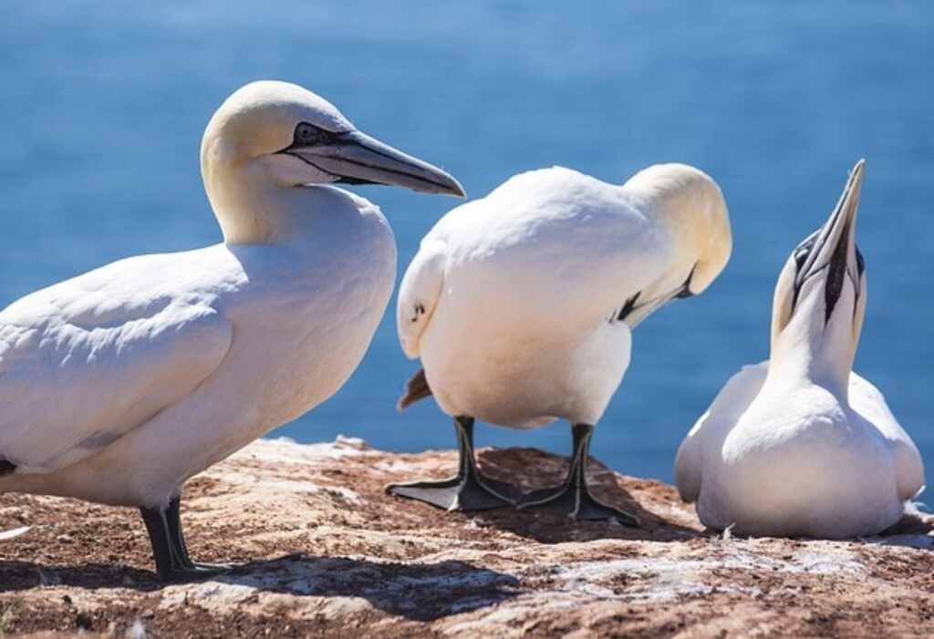A group of Northern Gannet's preening themselves.