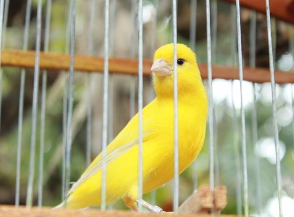 A yellow canary in its cage.