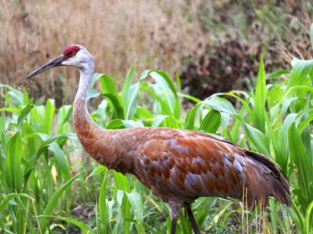 A Sandhill Crane foraging in tall grass.
