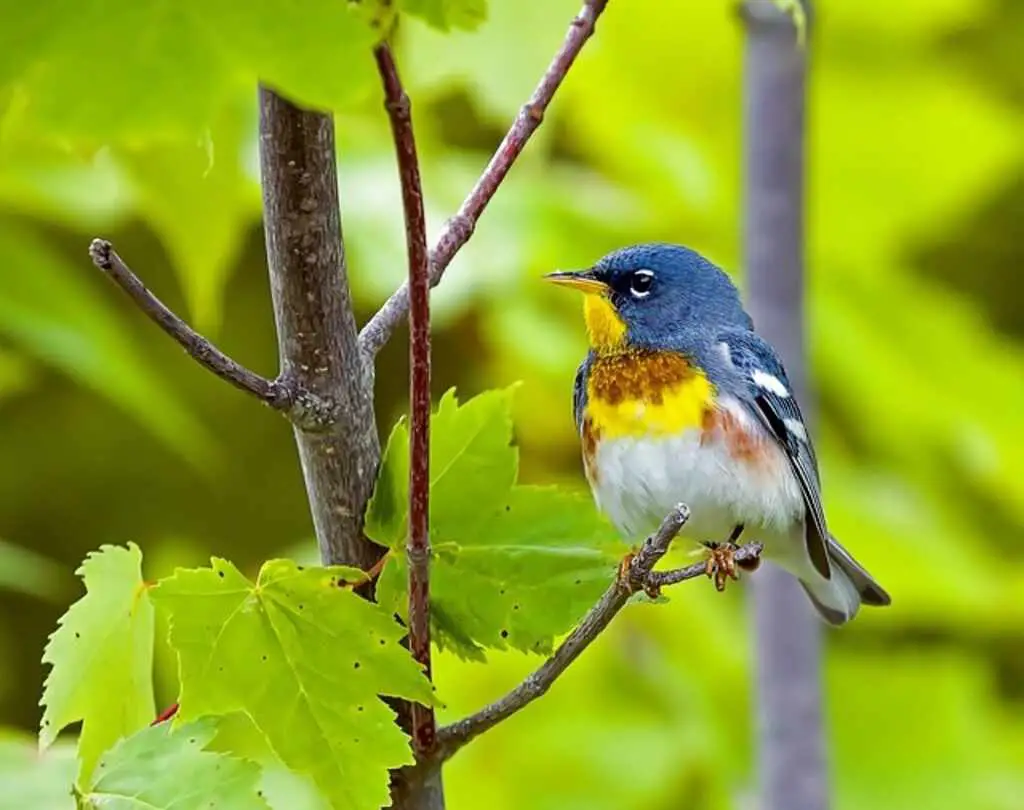 A Northern Parula perched in a tree.
