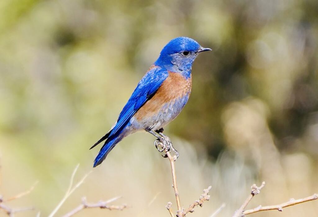 A Western Bluebird perched on a tree branch.