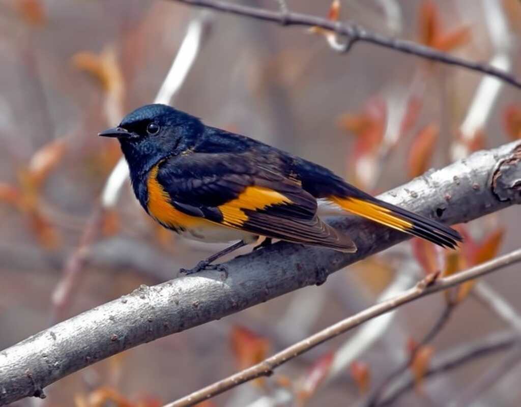 An American Redstart perched in a tree.