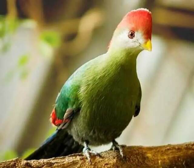 A Red-crested Turaco perched on a tree.