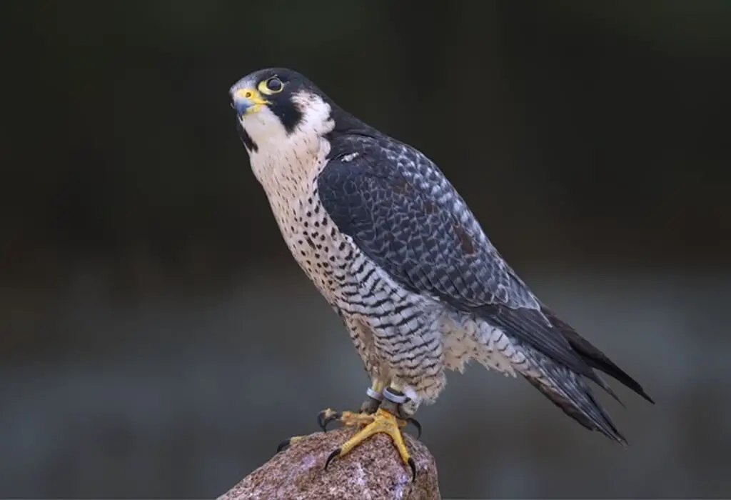 A Peregrine Falcon perched on a large rock.