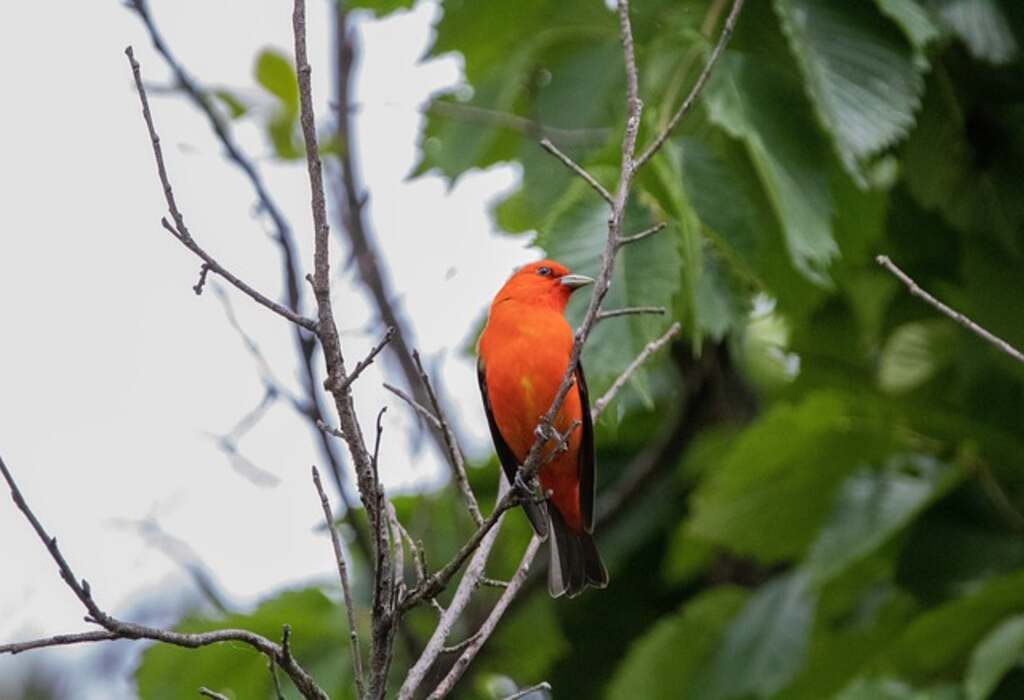 A Scarlet Tanager perched in a tree.