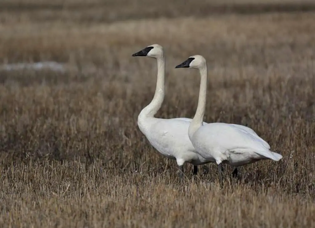 A pair of Trumpeter Swans walking along a marsh.