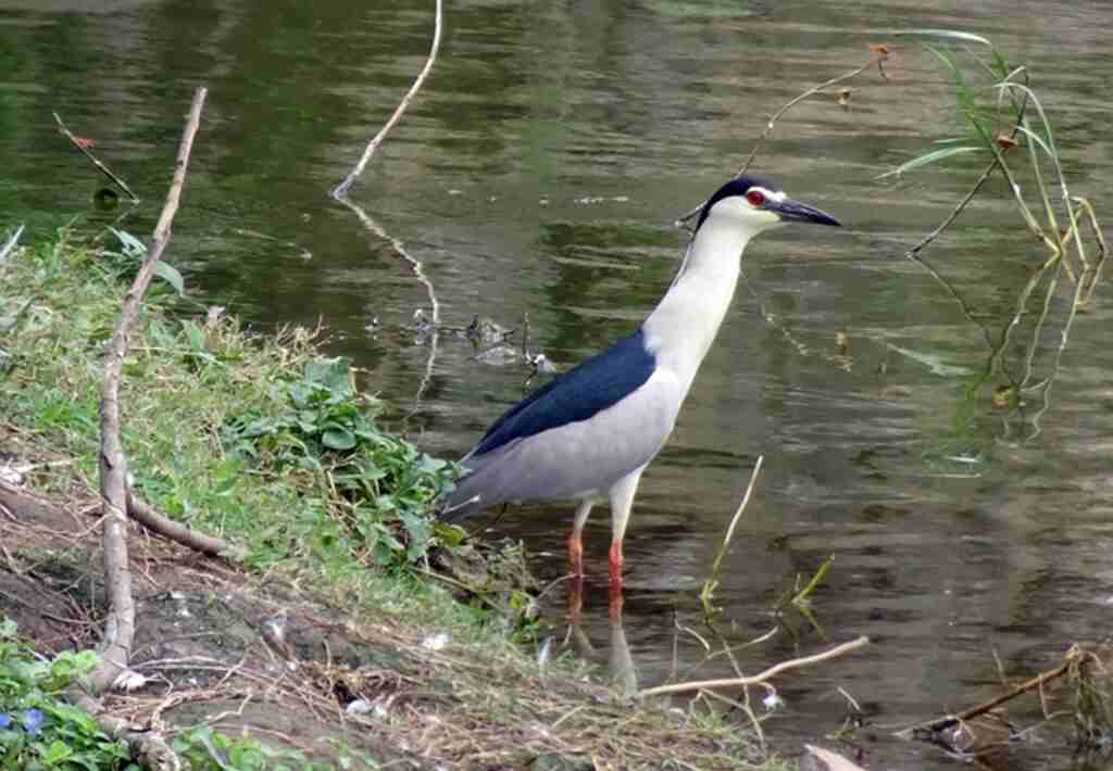 A Black-crowned Night Heron along the shoreline.