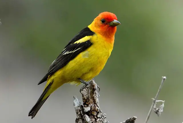 A Western Tanager perched on branch.