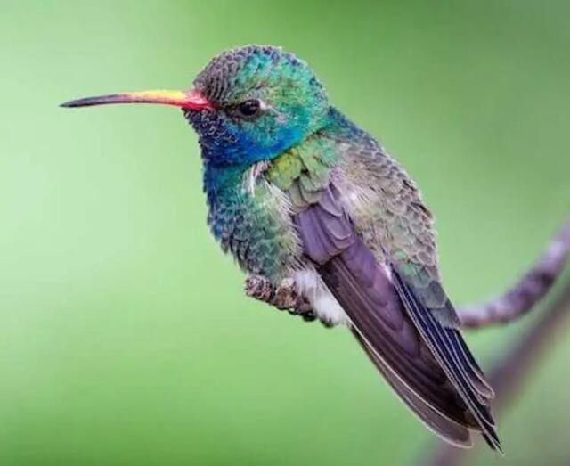 A Broad-billed Hummingbird perched on a branch.