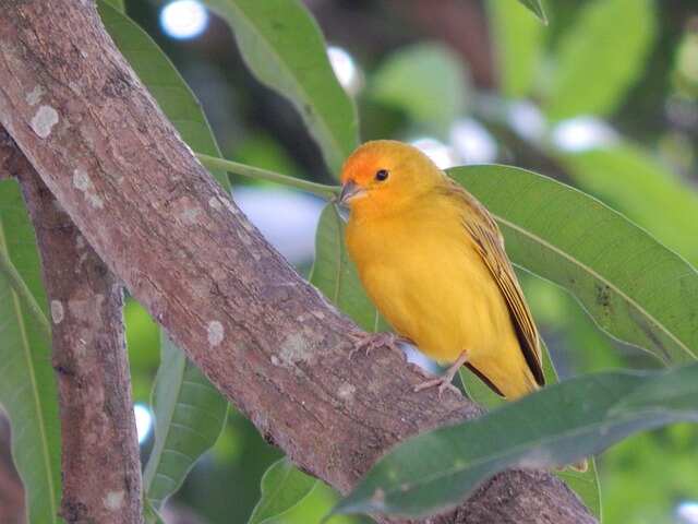 A wild yellow canary perched in a tree.