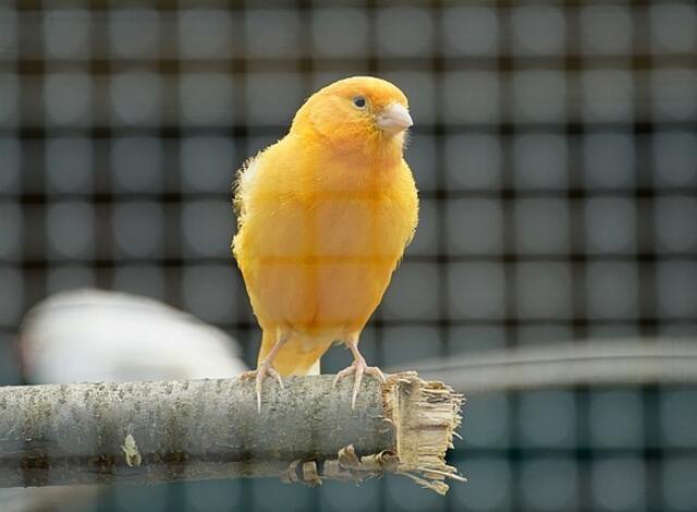 A Canary perched on a tree branch.