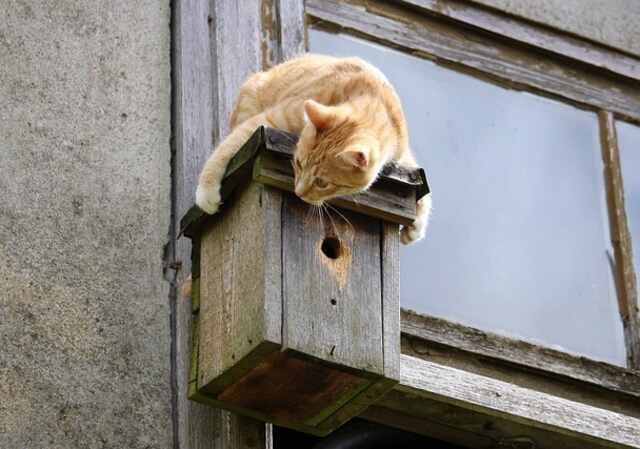 A cat standing on top of a nesting box.