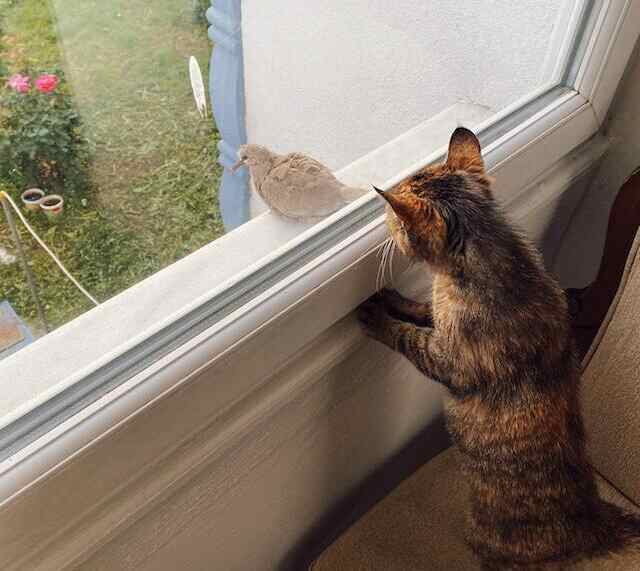 A cat staring at a mourning dove from a window.