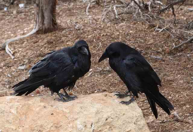 A pair of Common Ravens perched on a large rock.