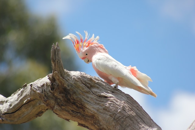 A Pink Cockatoo perched on a branch.
