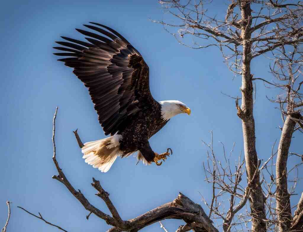 A Bald Eagle landing in a tree.
