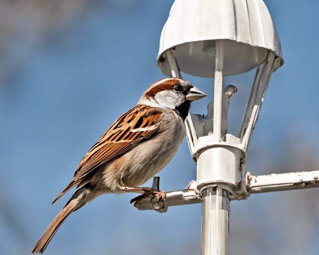 A House Sparrow perched on a white light fixture.