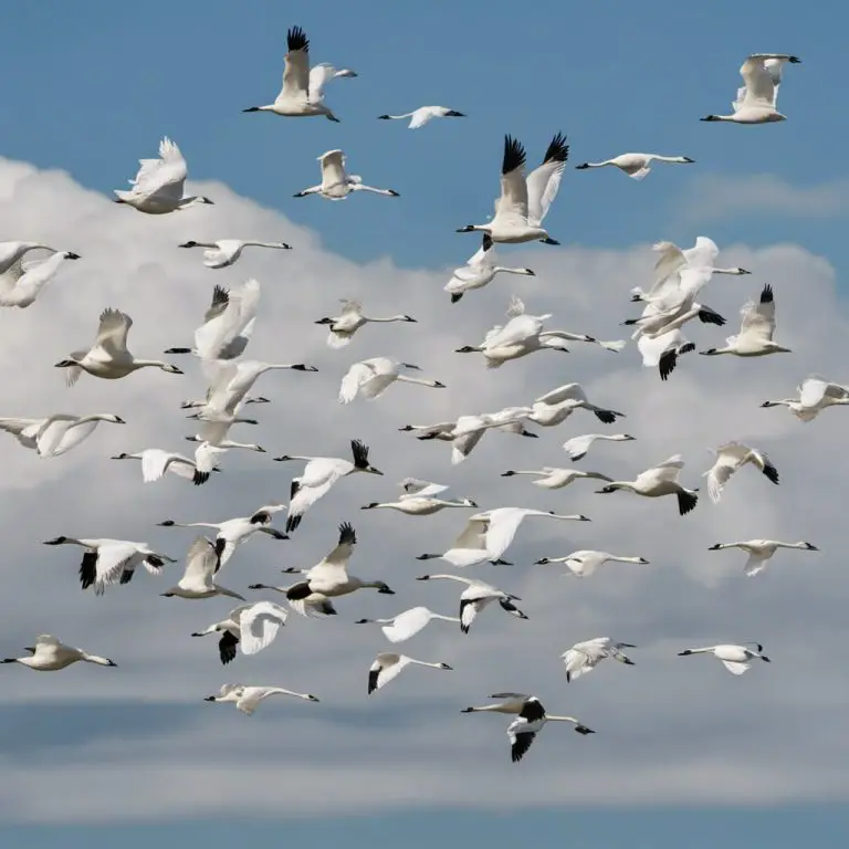 What Month Do Birds Migrate: A Bird Migration Guide!