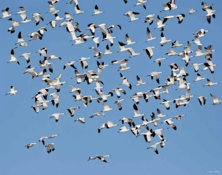 what-birds-migrate-south-for-the-winter-revealed