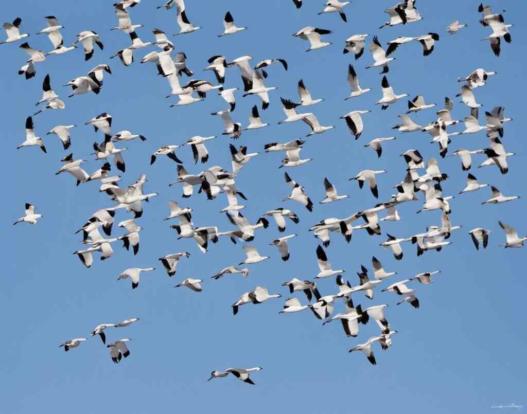 A large group of Snow Geese, migrating.