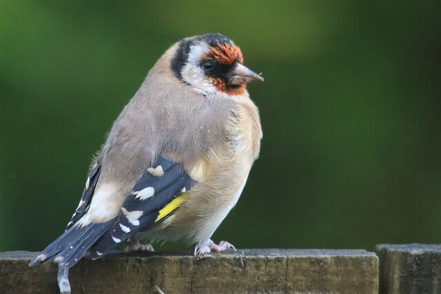 A European Goldfinch perched on a fence.