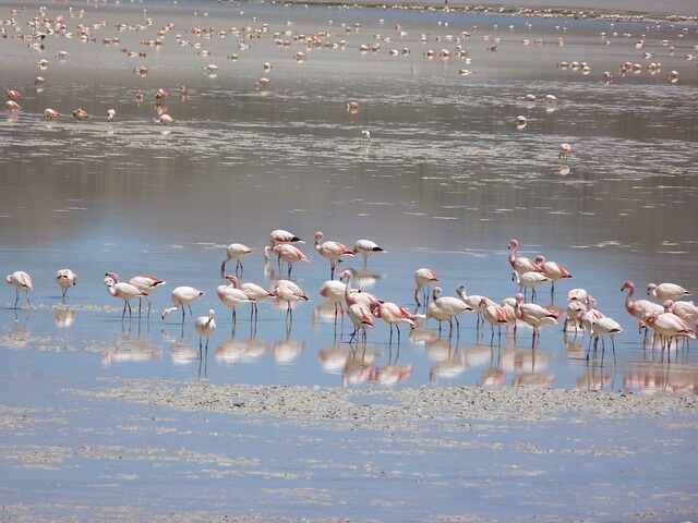 Andean Flamingos gathering in the water searching for food.