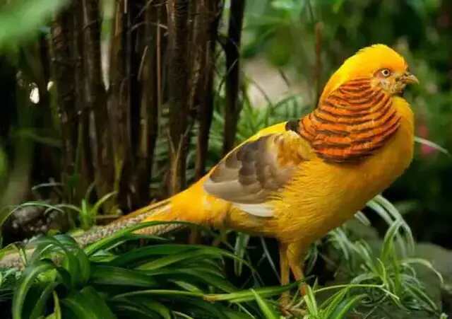 A Golden Pheasant perched on a plant.