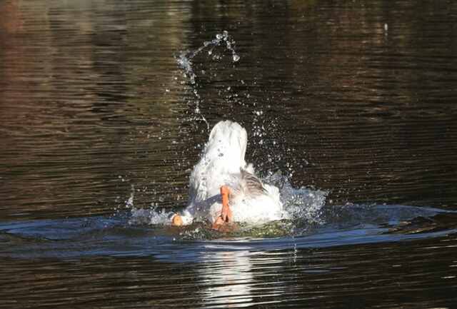 A white goose diving for water.