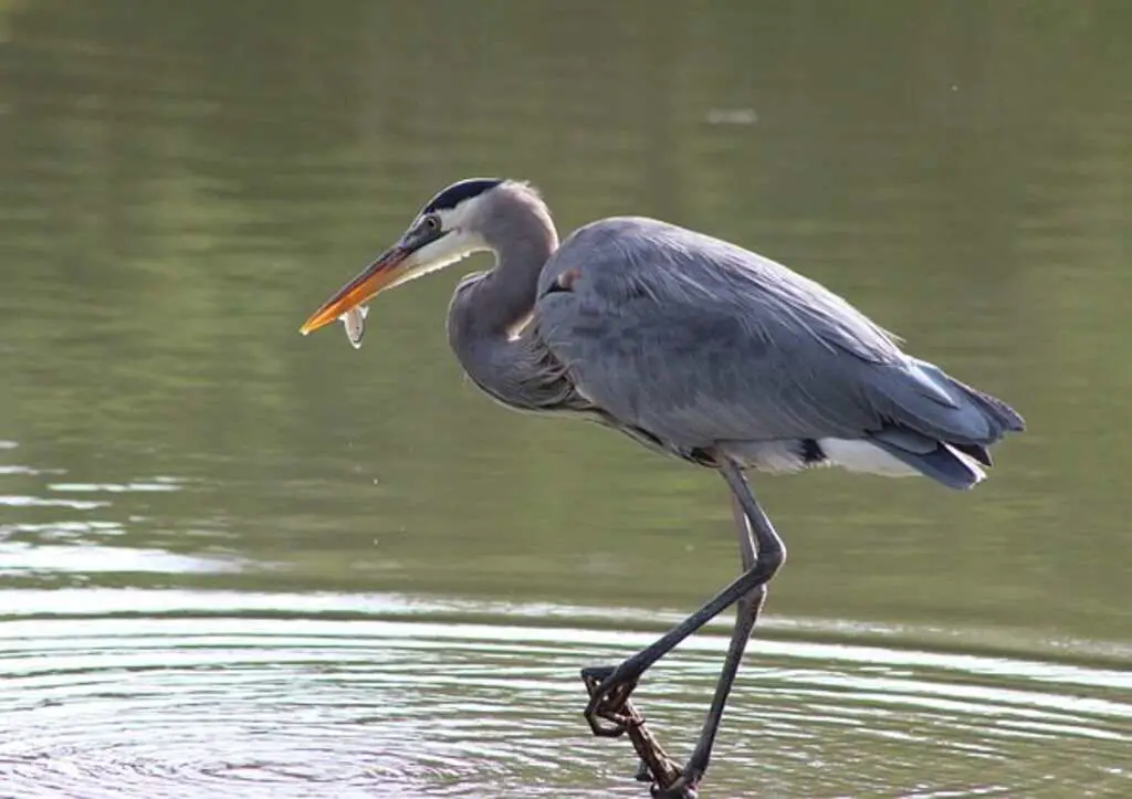 A Great Blue Heron eating fish.