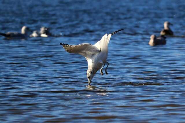 A Gull diving in the water for a fish.